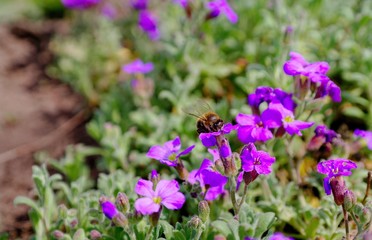 Bee and purple flowers, nature, blooming.