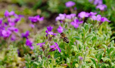 Bee and purple flowers, nature, blooming.