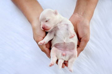 Close-up of a Newborn maltese puppy. maltese dog. Beautiful dog color white. Puppy on Furry white carpets. dog on hand. Hound on hands forming a heart shape. holding Puppy on hand on white background.