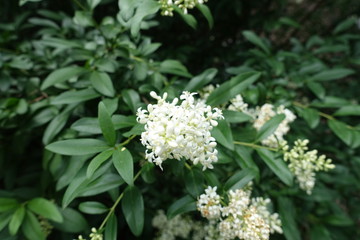 White flowers of common privet  in late spring