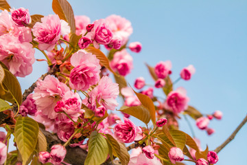 Obraz premium Sakura. Cherry blossom against blue sky in springtime.