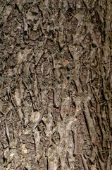 Tree bark in close up
