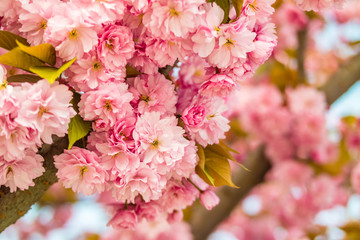 Sakura. Cherry blossom against blue sky in springtime.