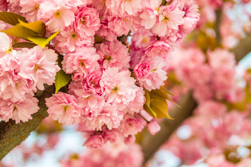 Sakura. Cherry blossom against blue sky in springtime.