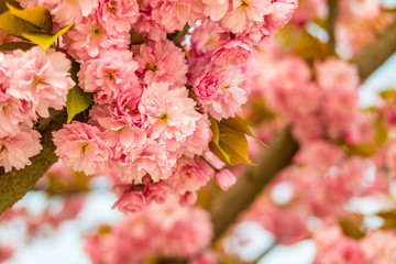 Sakura. Cherry blossom against blue sky in springtime.