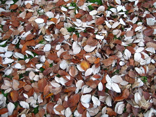 Autumn leafs brown and white