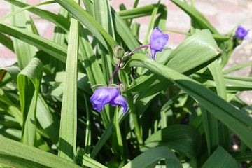 Fototapeta premium Thin long blade like leaves of spiderwort