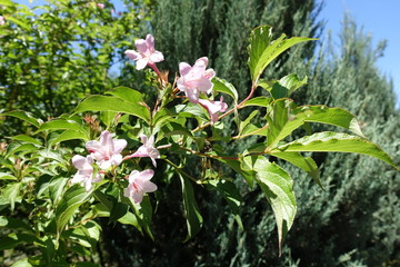 Blossoming branch of Weigela florida against blue sky