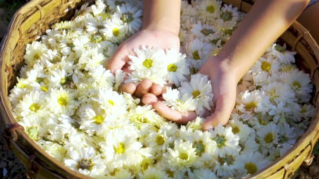 Close-up shot of girl hands touch a flower in basket. Concept of self learning trips lifestyle. Process of harvesting agricultural produce.