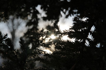 Sun behind tree limbs moody