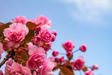 Sakura. Cherry blossom against blue sky in springtime.