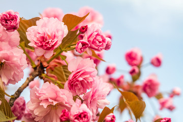 Obraz premium Sakura. Cherry blossom against blue sky in springtime.