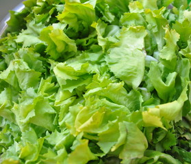 grüner salat endiviensalat