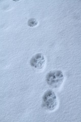 Snow Footsteps Cat