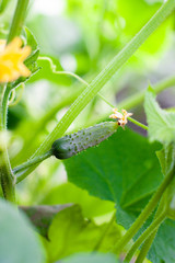 Juicy fresh cucumber close-up macro on a background of leaves. In the greenhouse grows a young cucumber