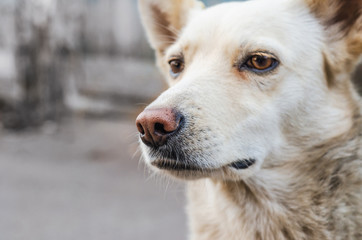 Portrait of a mongrel dog of a light color, close-up