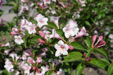 Tender pink flowers of Weigela florida in spring