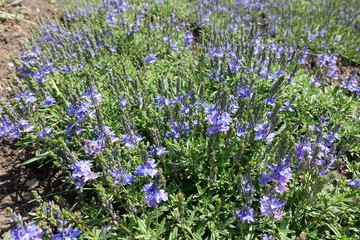 Broadleaf speedwell in full bloom in spring