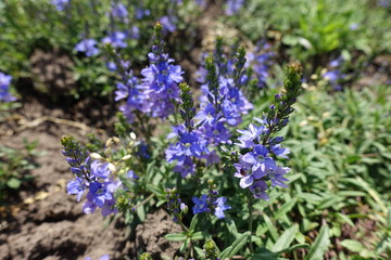 Fototapeta premium Closeup of flowering spikes of Veronica austriaca in May