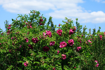 Fototapeta na wymiar Wild growing bush of tea-rose or fragrant rose (Ros odorata). Beautiful flower with the sweet, fragrant odor