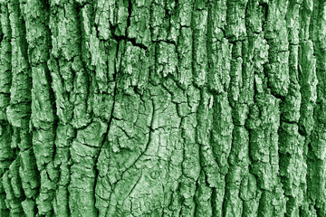 Bark of old big oak tree texture in green tone.