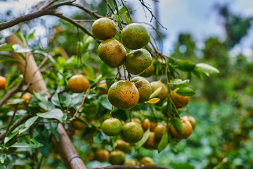 Orange mandarins on the tree. Ripe tangerine. Homegarden. A lot of fruit on the tree. Already ripe. View of green garden. Farming in autumntime. Picturesque day and gorgeous scene. Selective focus.