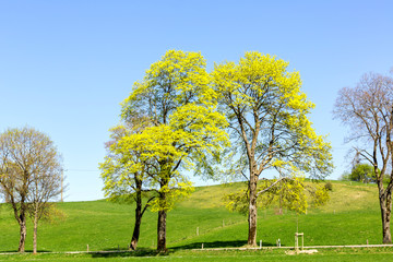 Fototapeta premium Trees blooming in spring