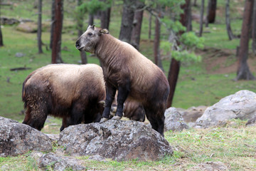 The Takin, also called cattle chamois or gnu goat, is a goat-antelope found in the eastern Himalayas and this one in Bhutan.