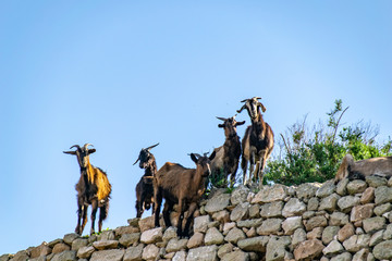 Curious goats looking over a stone wall