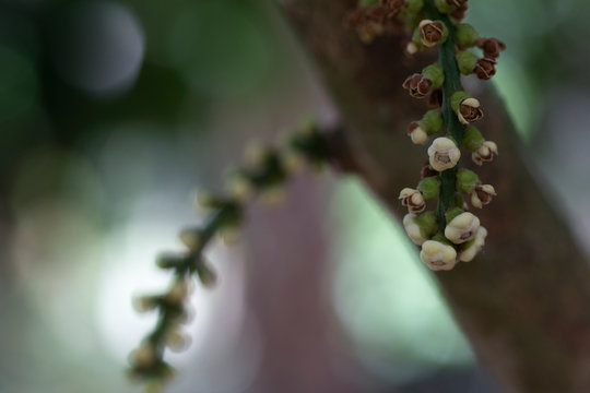 Focus on organic langsat or lanzones flower tree in garden. Close up of langsat or lanzones flower in a tree in Thailand garden.