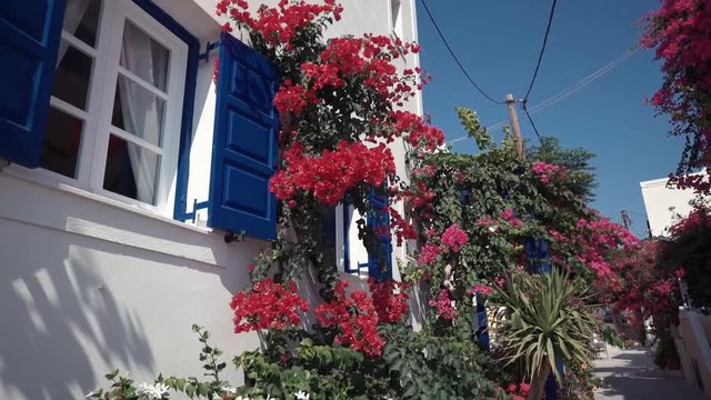 Wind playing with purple pink flower shrub on a terrace of traditional white house with blue window shutters on Ios island, Greece.