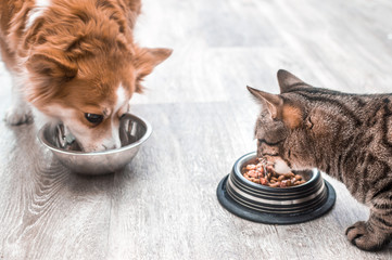 dog and a cat are eating together from a bowl of food. Concept cat and dog friendship