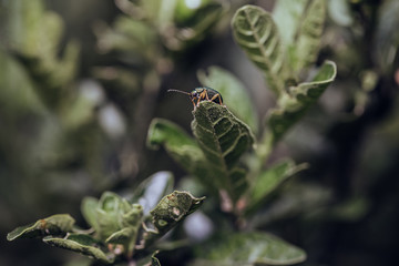 Macro