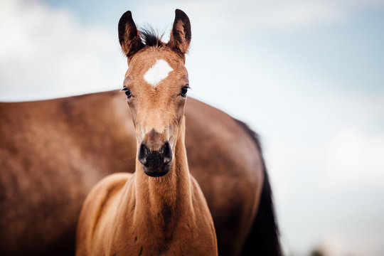 Fohlen Pferd Pferde hübsches braunes Fohlen im Sommer vor schönem blauen Himmel schaut aufmerksam Fohlen bei Fuss, reinrassiges Warmblut mit edlem Kopf