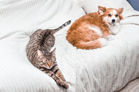 Cat And Dog Sleep Together On The Bed At Apartment. Friendship Concept