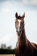 Obraz premium Dunkelfuchs Stute Pferd Warmblut 