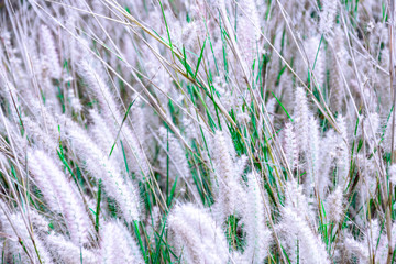 Grass leaves with white sun light in the morning, Flower grass beside road, Green leaves of grass in garden with sunrise, Abstract nature background, Fresh green grass on bright sunshine