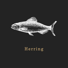 Illustration of herring on black background. Fish sketch in vector. Drawn seafood in engraving style for shop label etc.