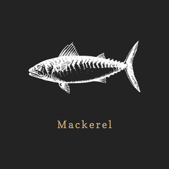 Obraz premium Illustration of mackerel on black background.Fish sketch in vector. Drawn seafood in engraving style for shop label etc.