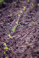 young plant in soil