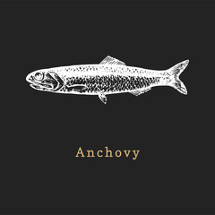 Illustration of anchovy on black background. Fish sketch in vector. Drawn seafood in engraving style for shop label etc.