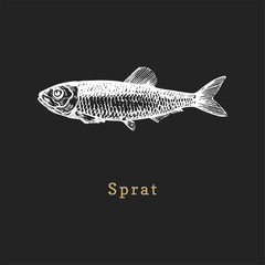 Illustration of sprat on black background. Fish sketch in vector. Drawn seafood in engraving style for shop label etc.
