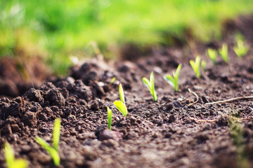 seedlings growing in soil