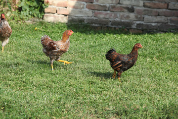 Nice hen moving in the garden