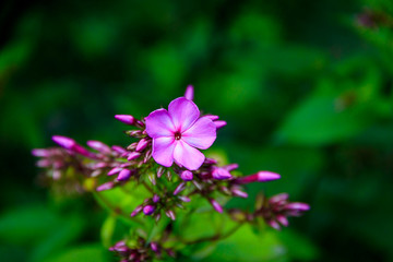 Obraz premium Pink summer flowers bloomed. Beautiful pink flowers.