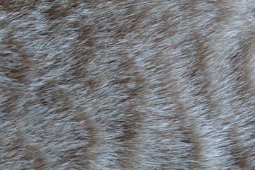 Texture of fur for background