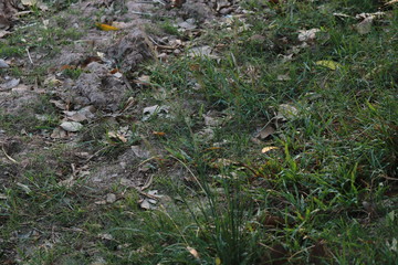 The ground, grassland, leaves are green, brown and yellow.