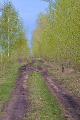 Fototapeta premium road in birch alley