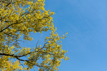 yellow tree with blue sky