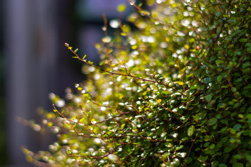 It is a natural landscape taken in a Japanese park